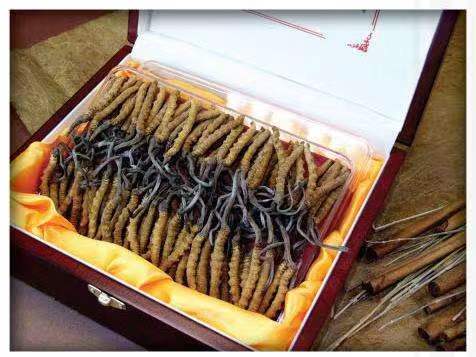 永宁冬虫夏草回收